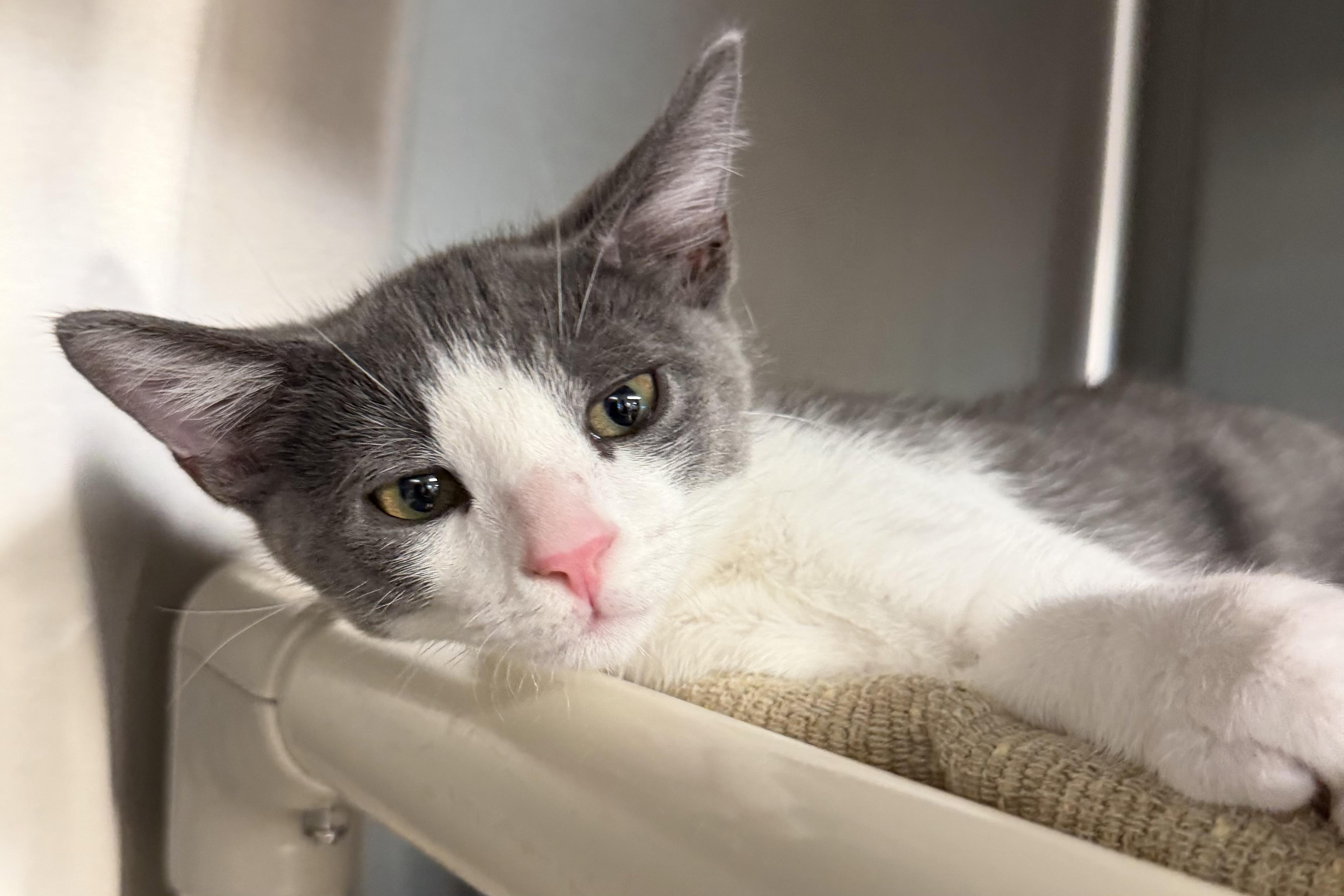 Enlarge Pickles and Macaroni, an adopted Domestic Short Hair in Fernandina Beach, FL image 5/6