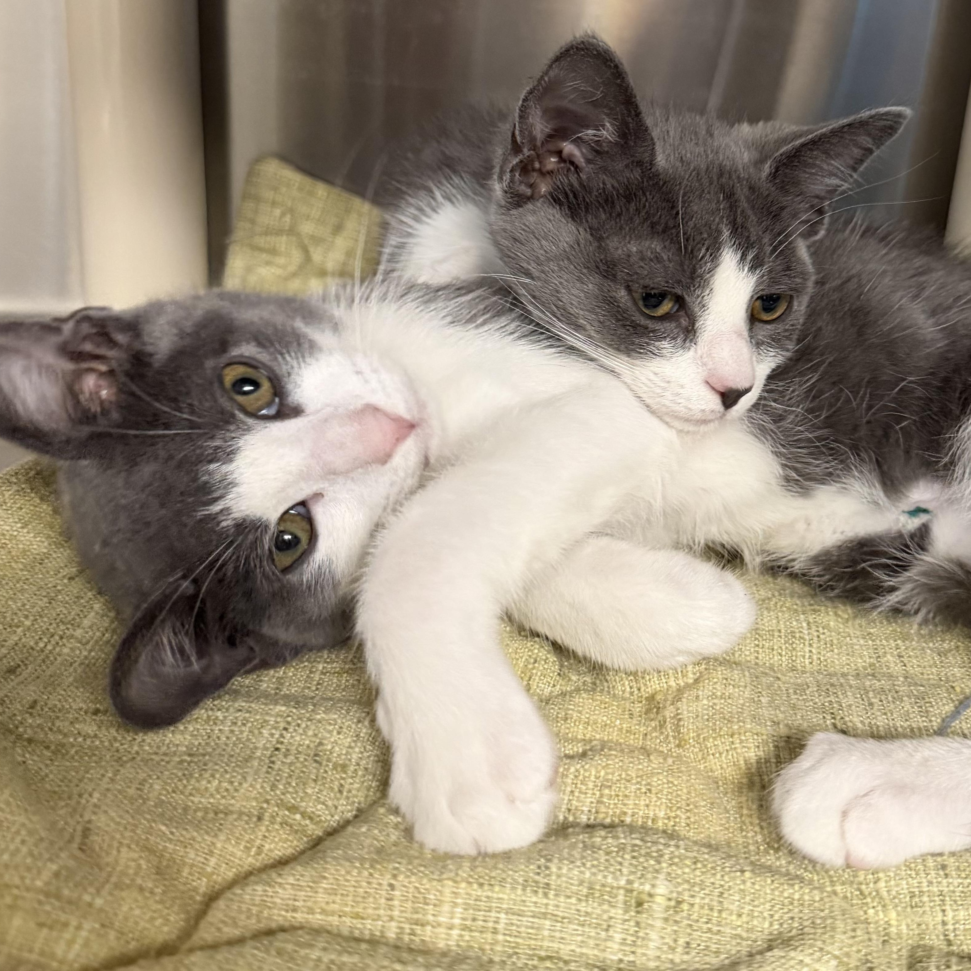 Enlarge Pickles and Macaroni, an adopted Domestic Short Hair in Fernandina Beach, FL image 2/6