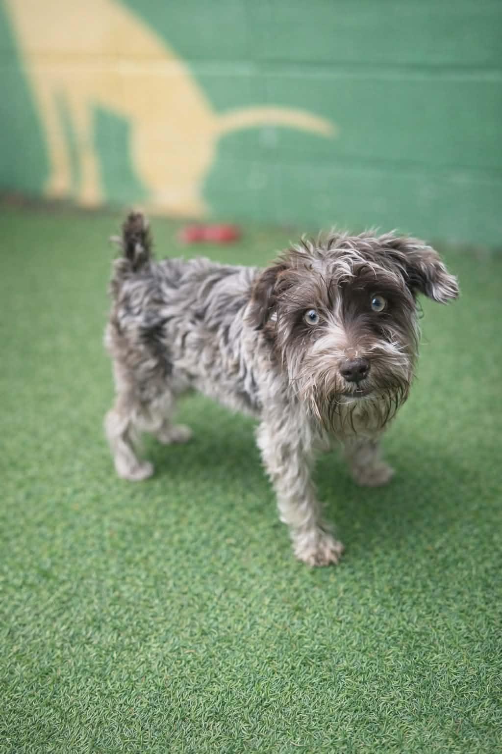 Remy, Adoptable, Puppy Female Miniature Schnauzer.