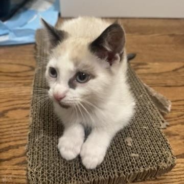 Benetton thumbnail 3