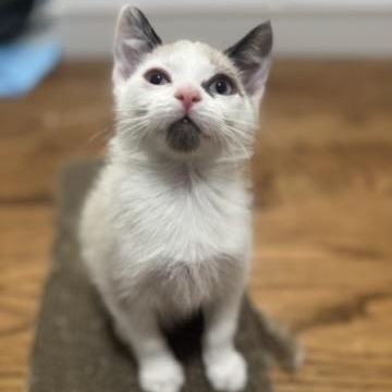 Benetton thumbnail 4