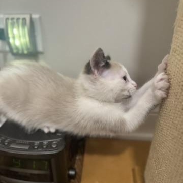 Benetton thumbnail 5