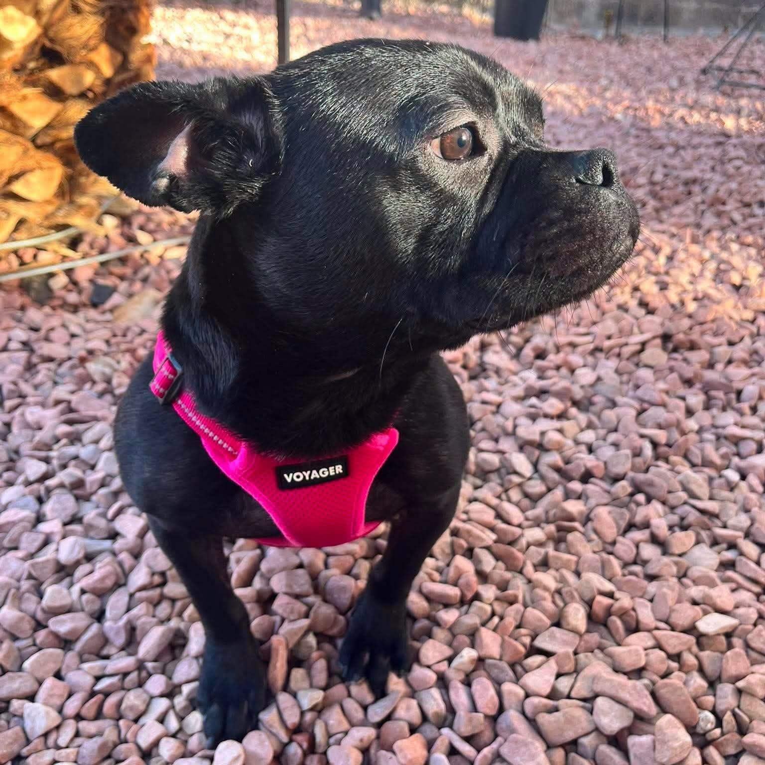 Odi, a ADOPTABLE mixed breed in Las Vegas, NV image 3/4