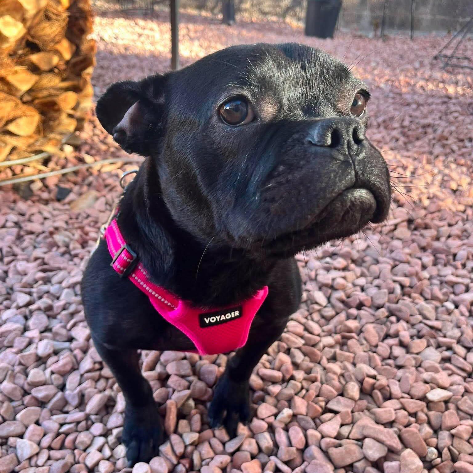 Odi, ADOPTABLE, Adult Male French Bulldog.