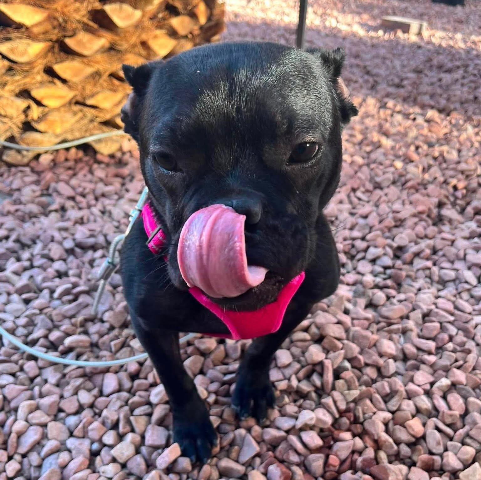 Odi, a ADOPTABLE mixed breed in Las Vegas, NV image 2/4
