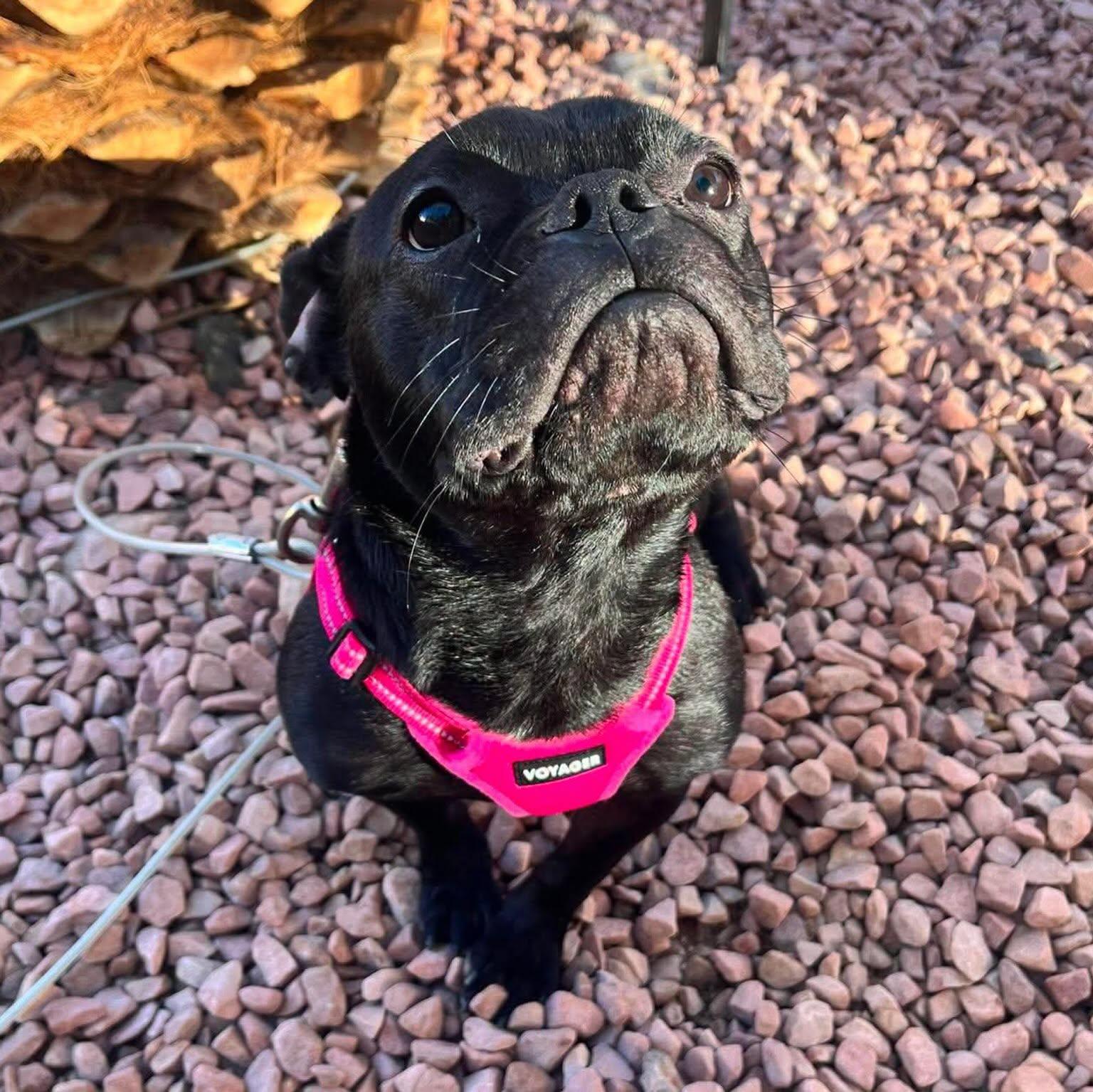Odi, a ADOPTABLE mixed breed in Las Vegas, NV image 4/4