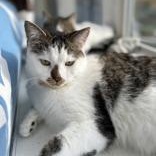 Simba-bonded with Kia, Adoptable, Adult Male Domestic Short Hair.