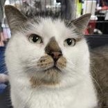 Enlarge Simba-bonded with Kia, an adopted mixed breed in Scarborough, ON image 2/6