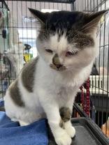 Enlarge Simba-bonded with Kia, an adopted mixed breed in Scarborough, ON image 5/6