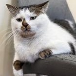 Enlarge Simba-bonded with Kia, an adopted mixed breed in Scarborough, ON image 6/6