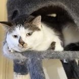 Enlarge Simba-bonded with Kia, an adopted mixed breed in Scarborough, ON image 3/6