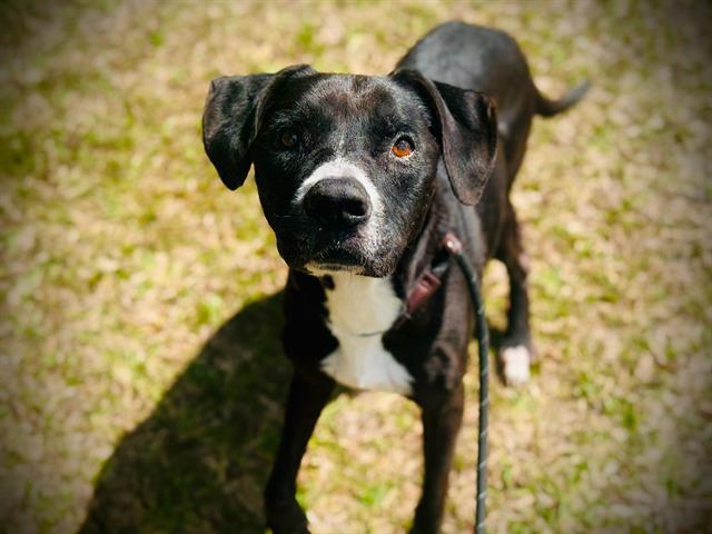 WILEY, Adoptable, Senior Male Labrador Retriever & Pit Bull Terrier.