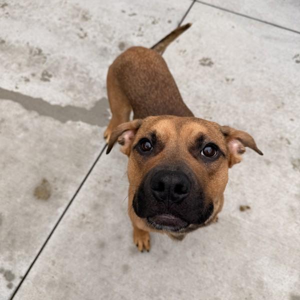 Lloyd, Adoptable, Young Male Boxer.