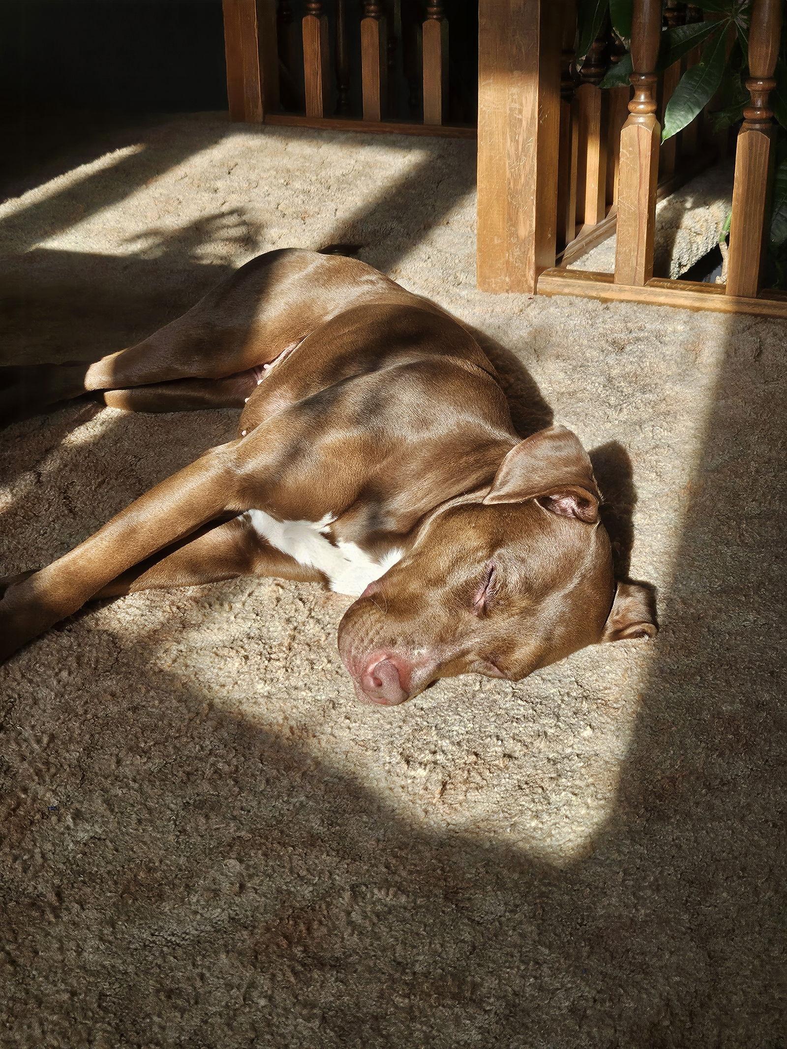 Enlarge Nutella, a Adoptable mixed breed in Minneapolis, MN image 1/3