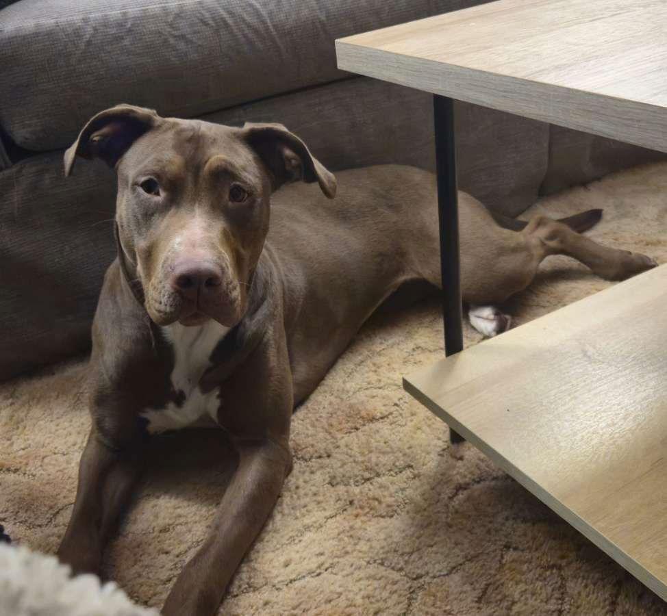 Enlarge Nutella, a Adoptable mixed breed in Minneapolis, MN image 1/3