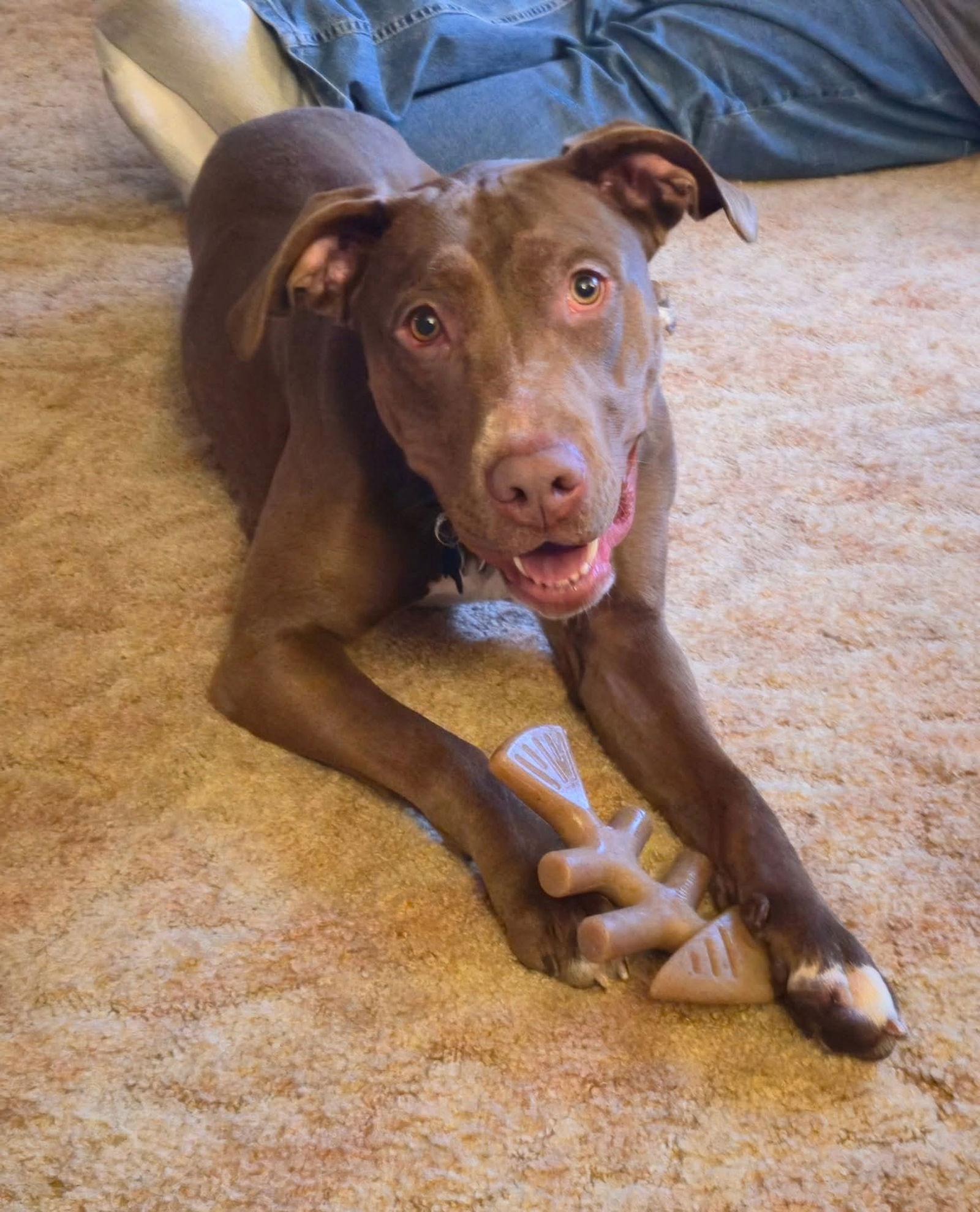 Enlarge Nutella, a Adoptable mixed breed in Minneapolis, MN image 3/3