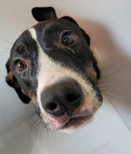 Bojack, Adoptable, Young Male Mixed Breed & Mixed Breed.