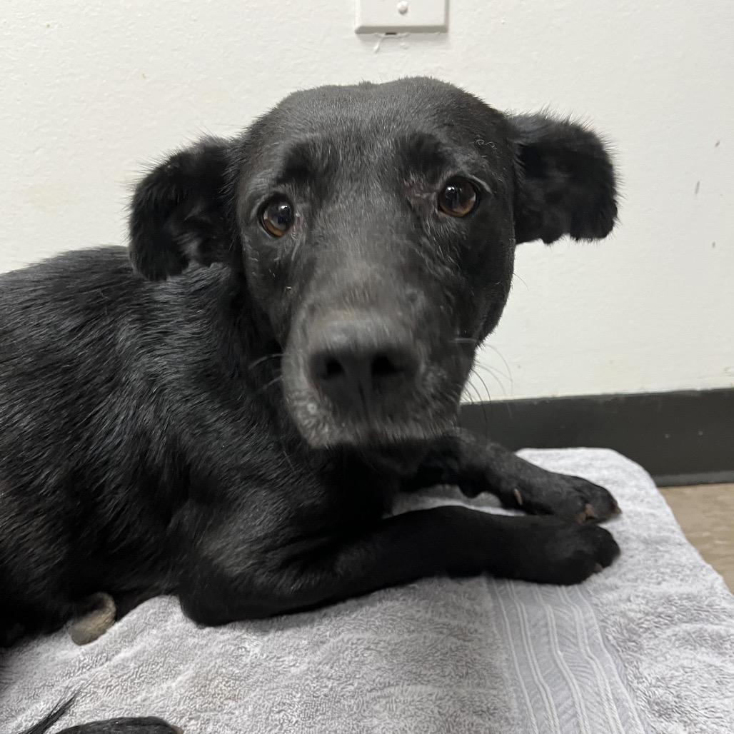 Clover, Adoptable, Adult Female Black Labrador Retriever.