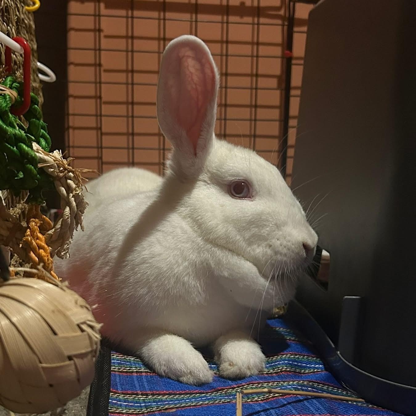 Milkshake & Chocolate Truffles, a Adoptable mixed breed in Spokane, WA image 4/5