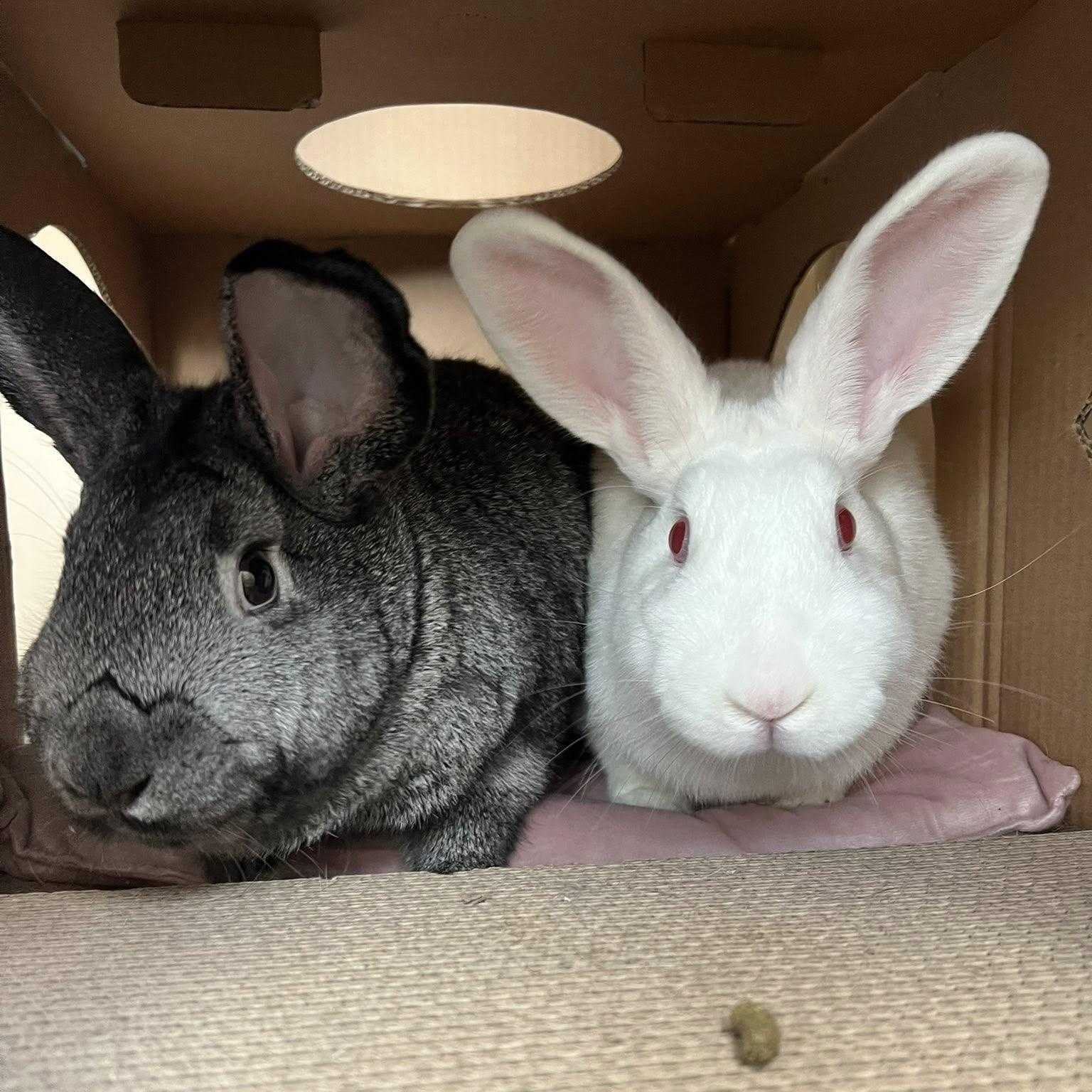 Milkshake & Chocolate Truffles, a Adoptable mixed breed in Spokane, WA image 1/5