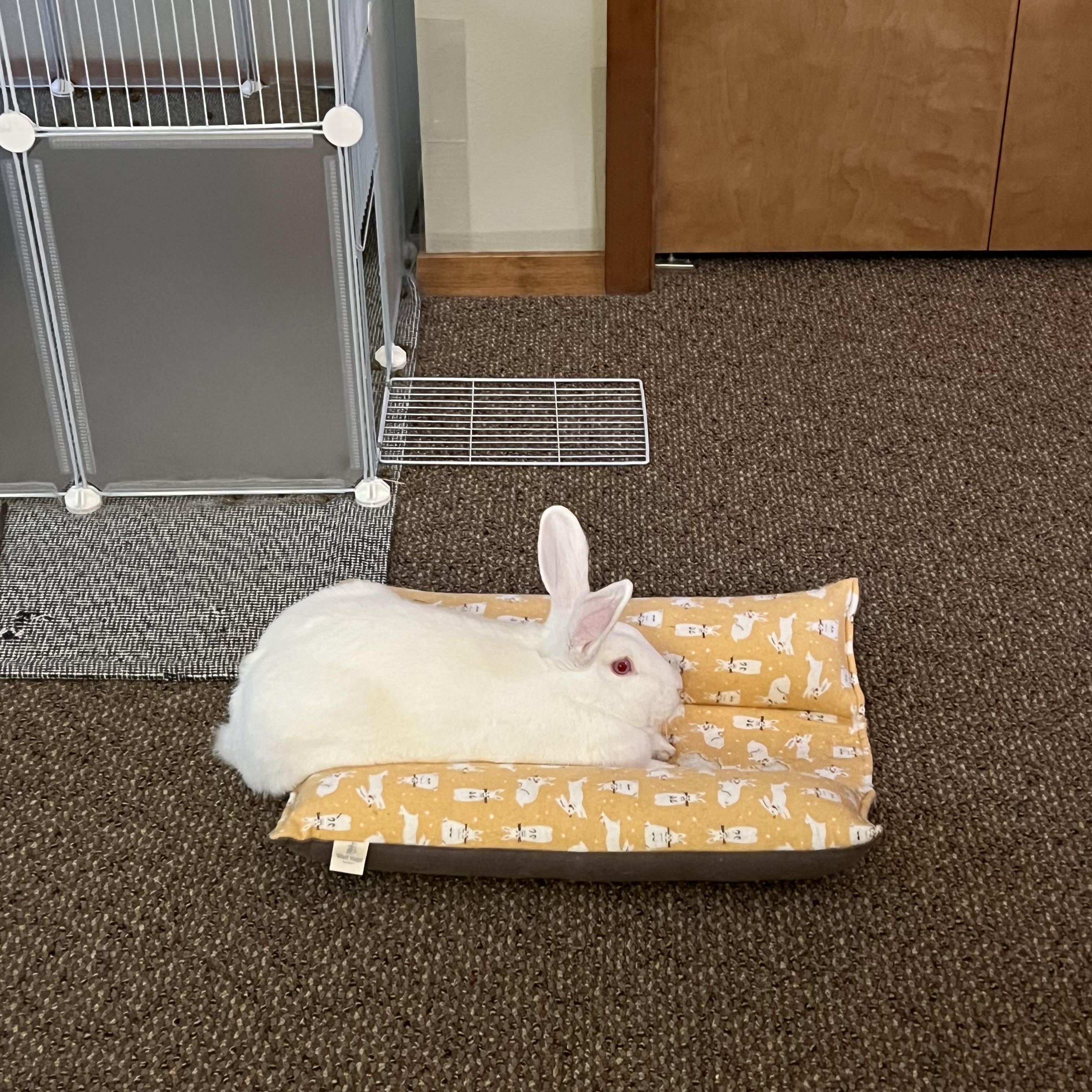 Milkshake & Chocolate Truffles, a Adoptable mixed breed in Spokane, WA image 2/5