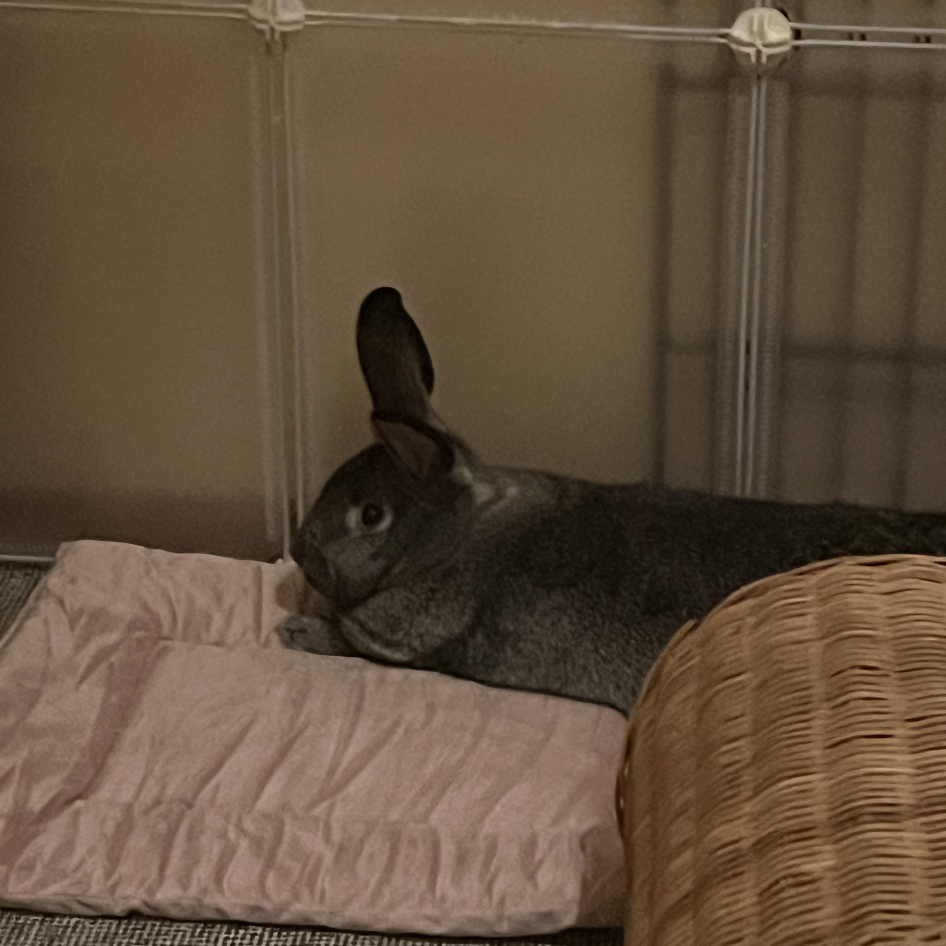 Milkshake & Chocolate Truffles, a Adoptable mixed breed in Spokane, WA image 5/5