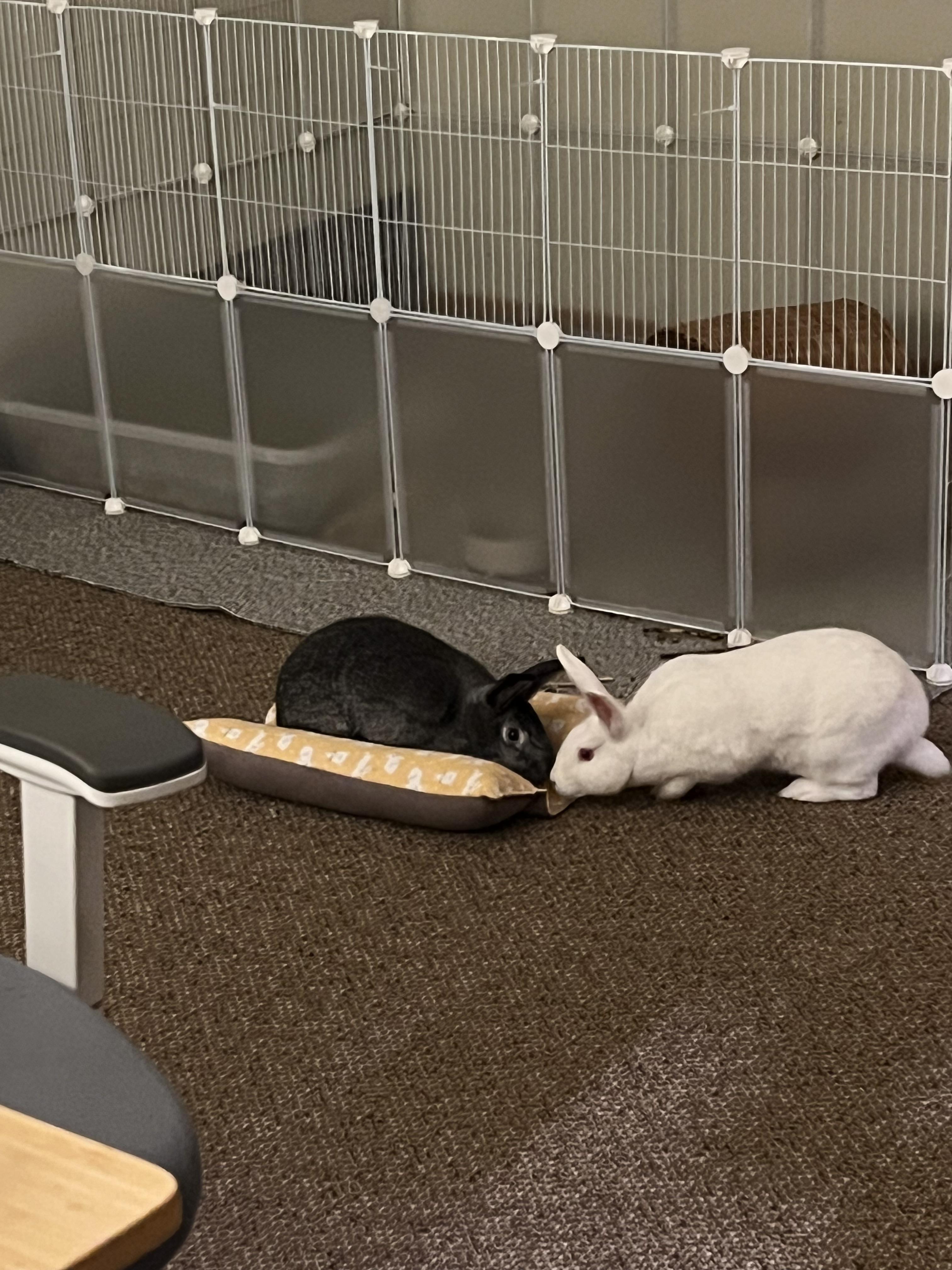 Milkshake & Chocolate Truffles, a Adoptable mixed breed in Spokane, WA image 3/5