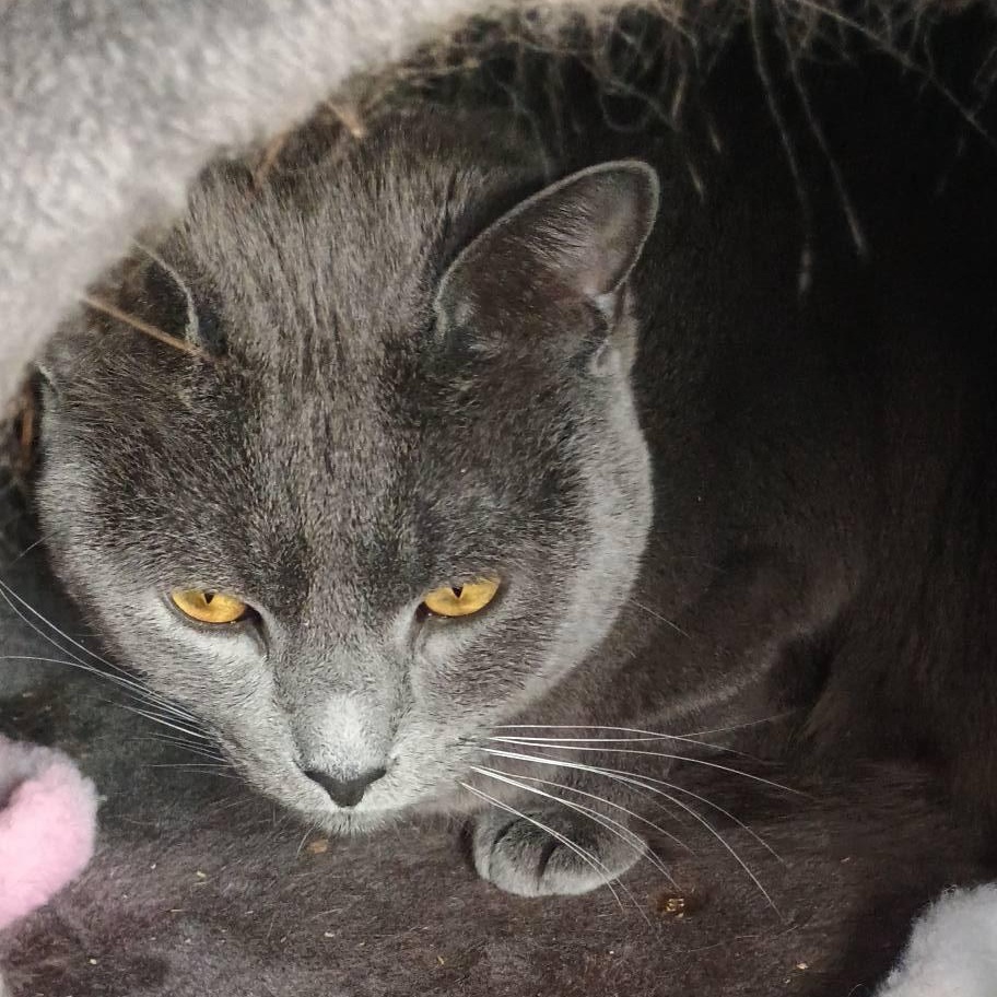 Enlarge CASPIAN, a ADOPTABLE Domestic Short Hair in Wolcott, VT image 1/1