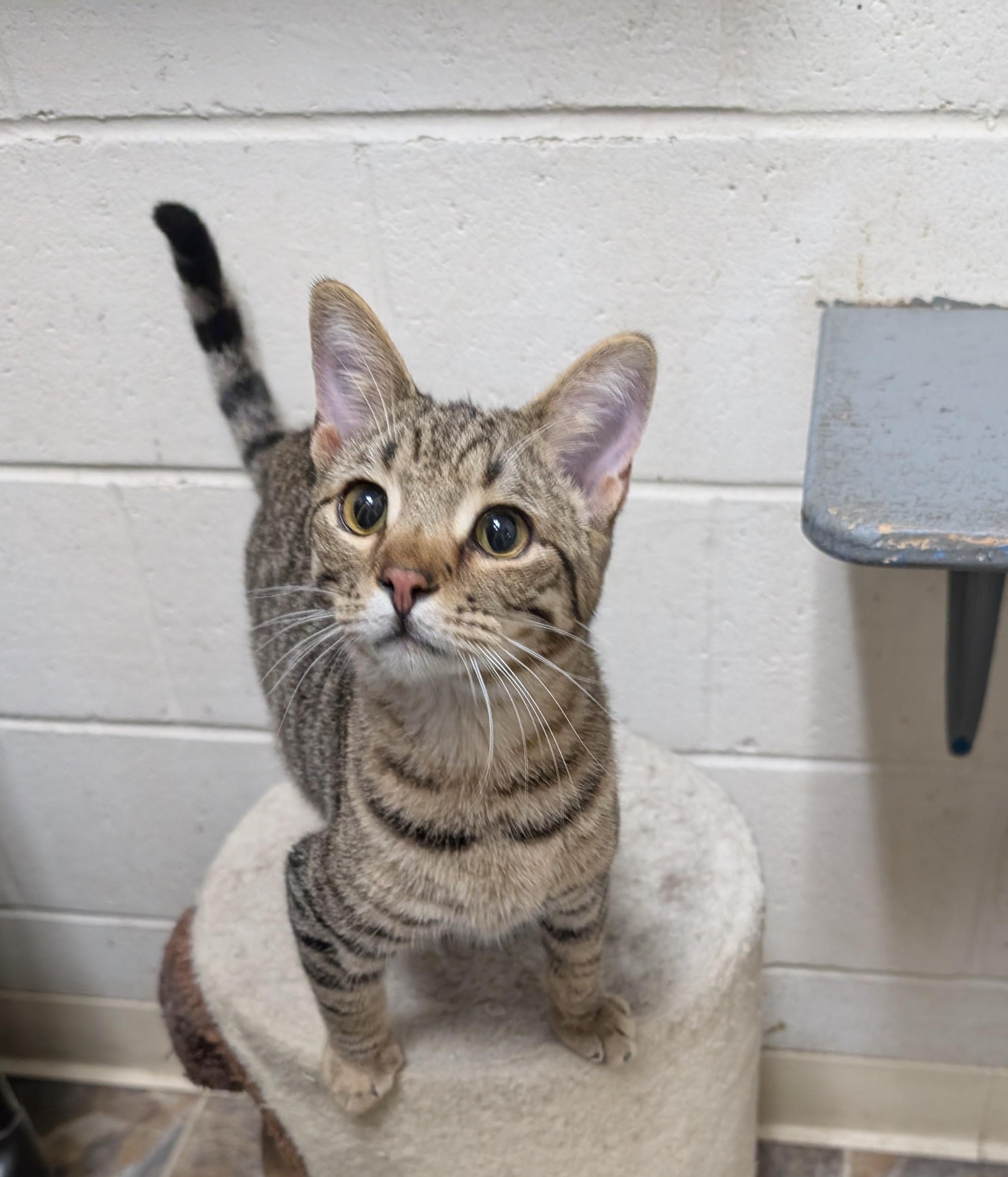 Apple Jacks, Adoptable, Kitten Male Domestic Short Hair.