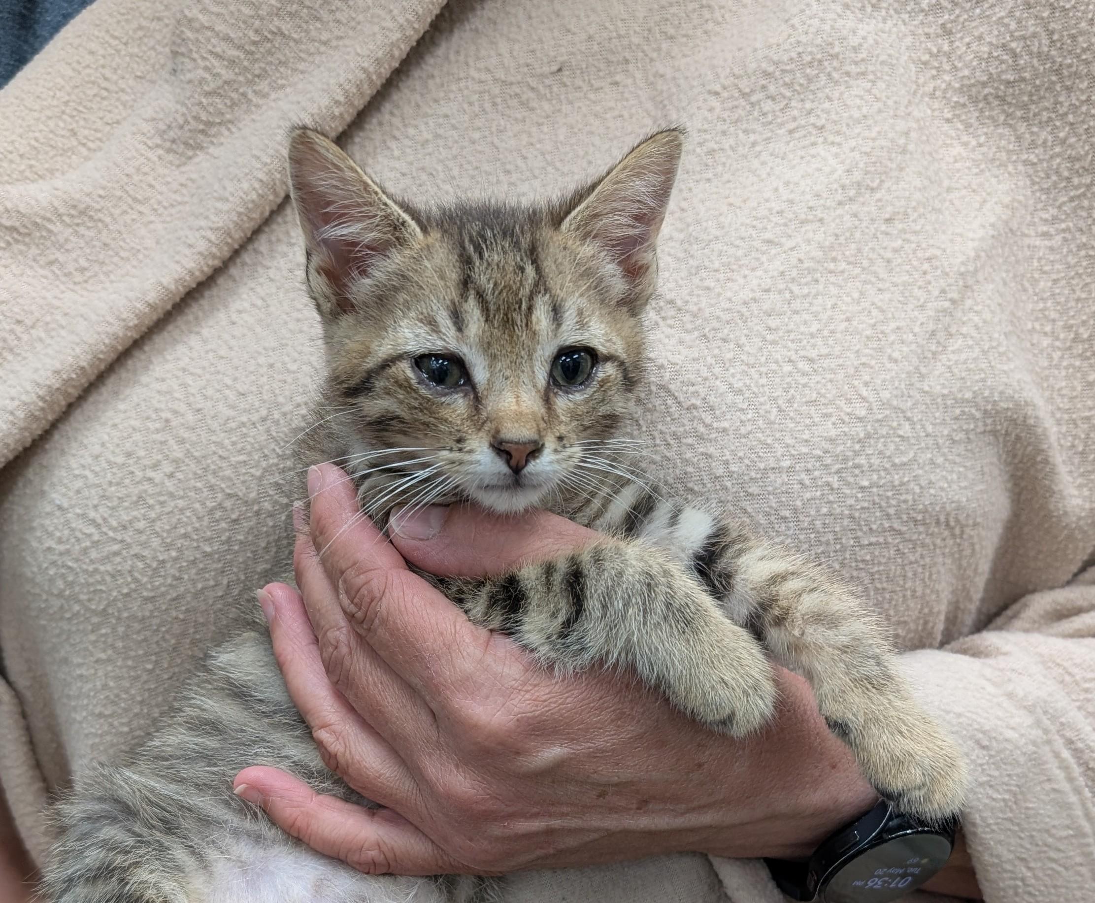 Apple Jacks, Baby Male Domestic Short Hair