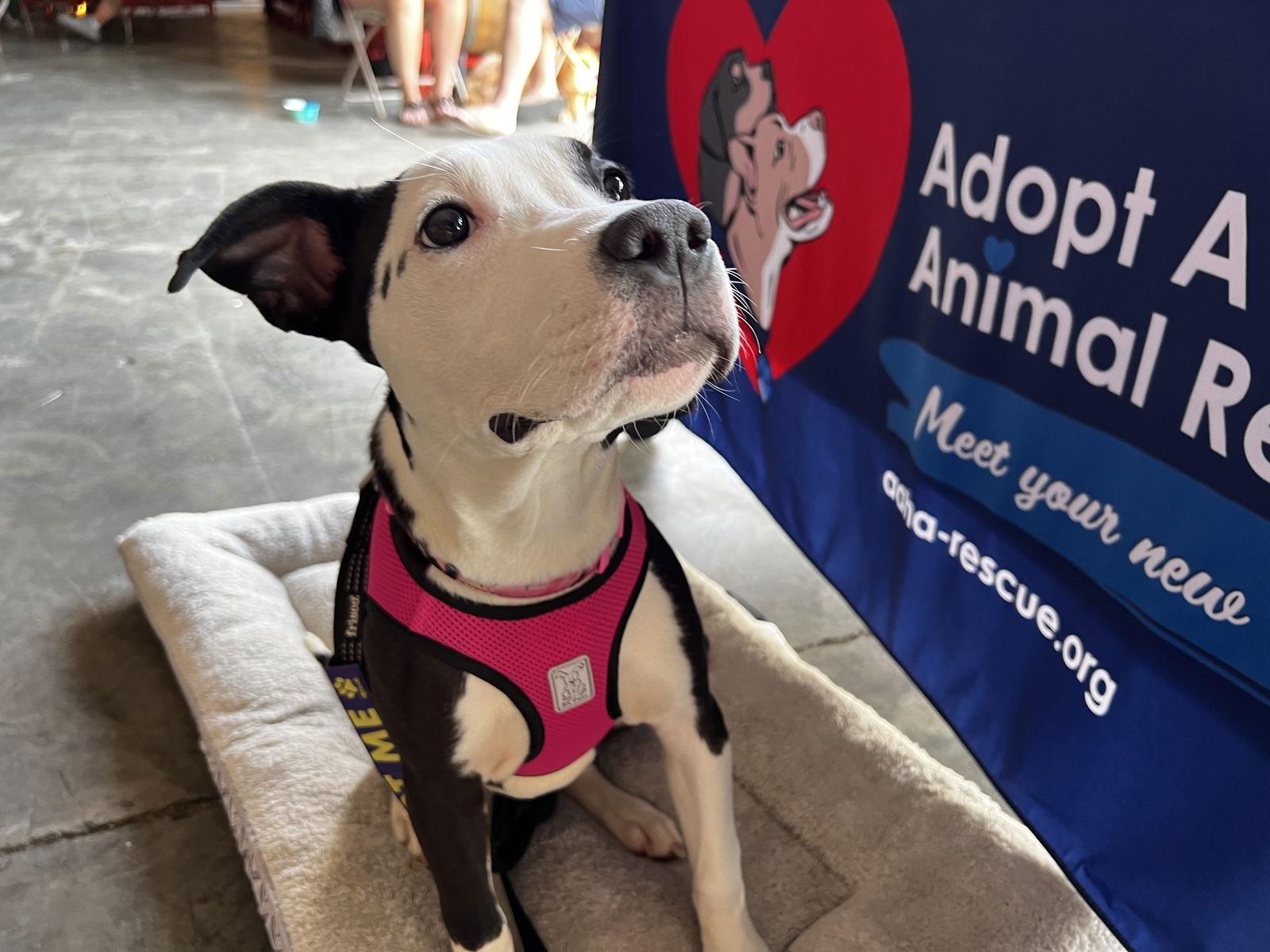 Betty Boop, Adopted, Young Female Pit Bull Terrier & American Staffordshire Terrier.