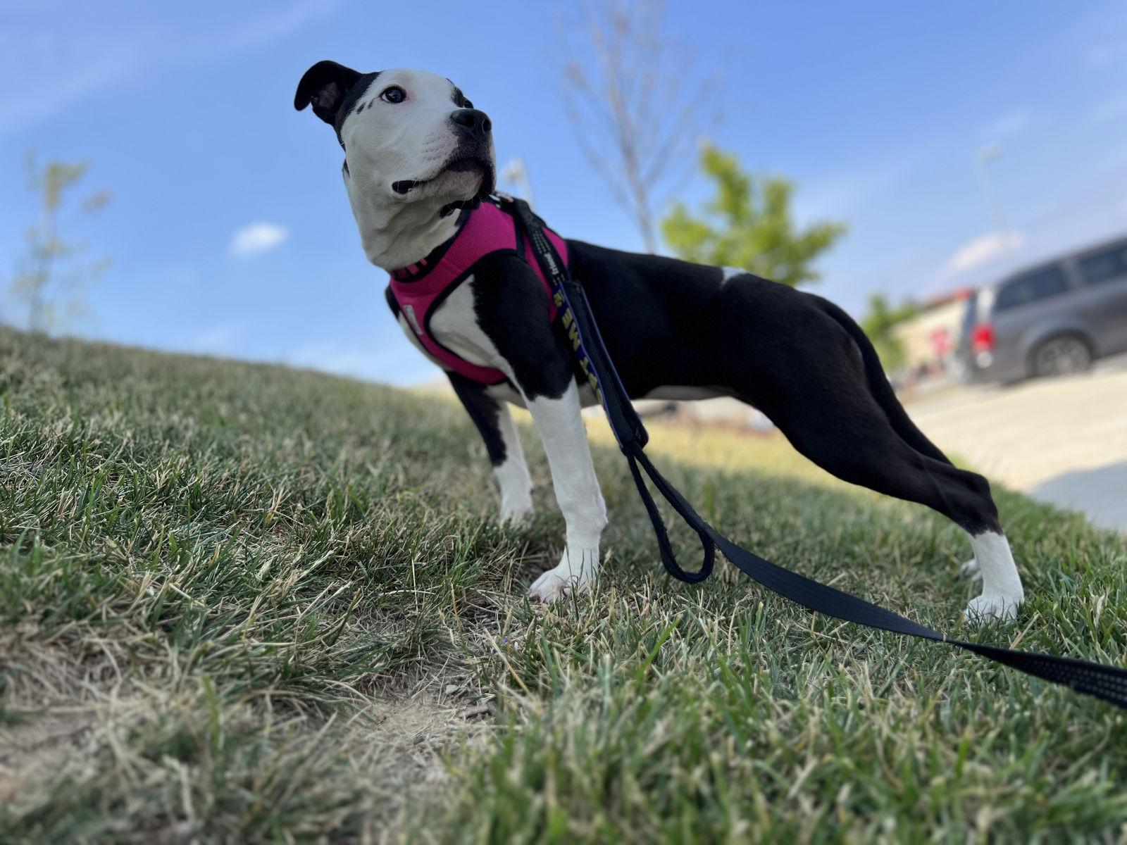 Enlarge Betty Boop, a Adopted mixed breed in Baltimore, MD image 2/3