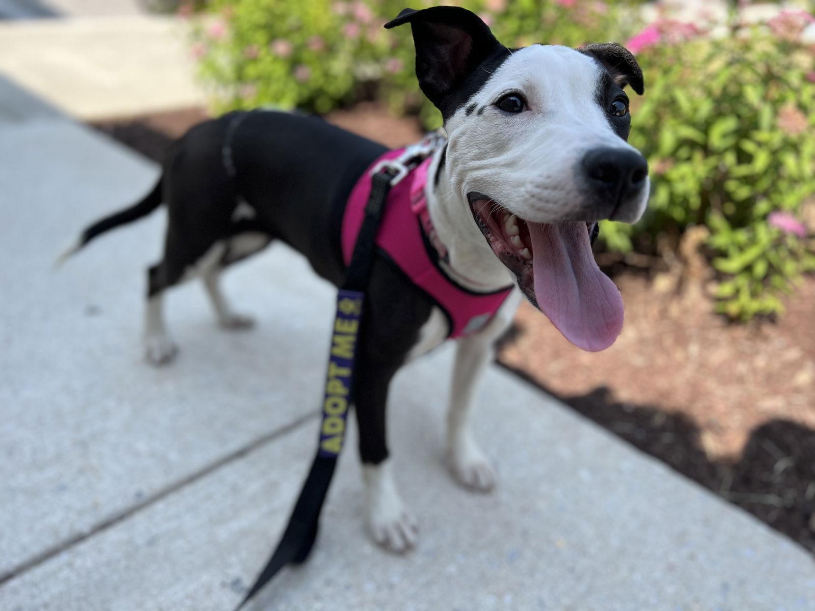 Enlarge Betty Boop, a Adopted mixed breed in Baltimore, MD image 3/3