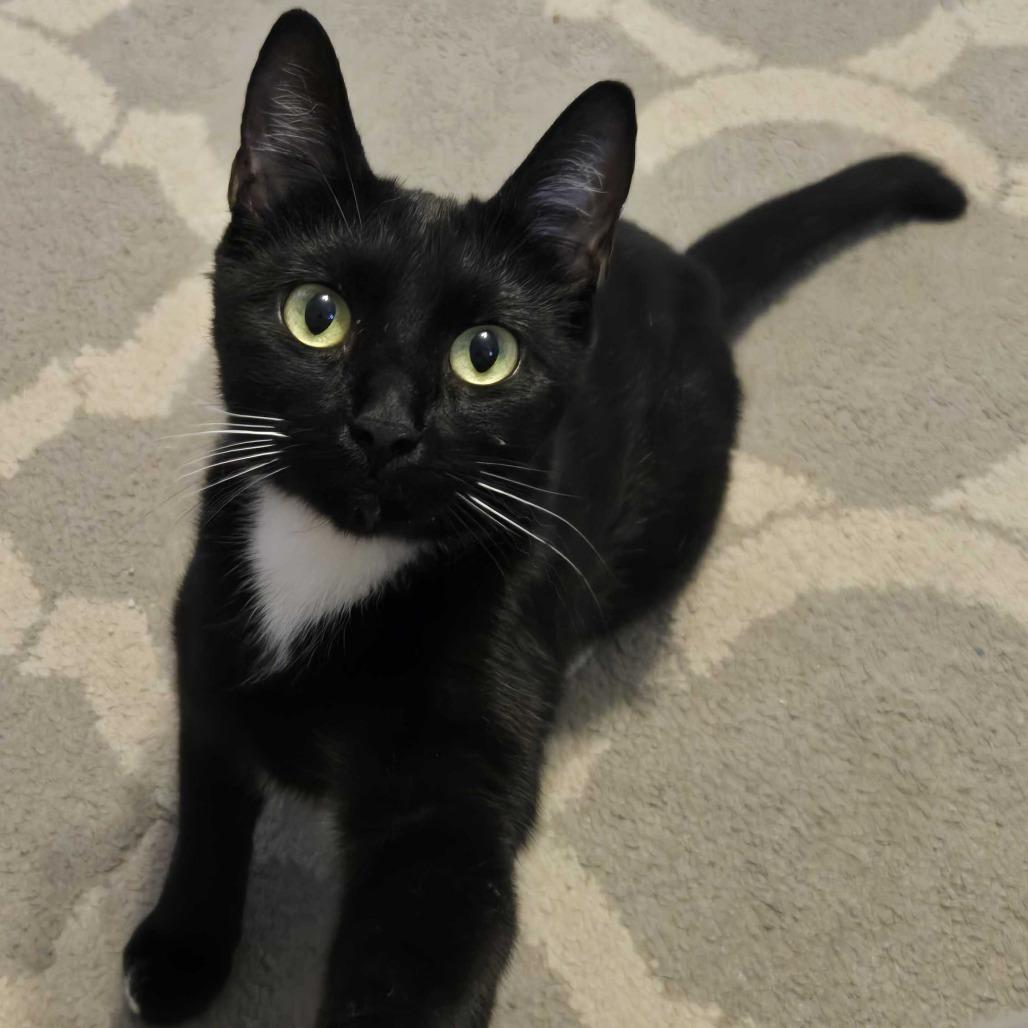 Enlarge Button, a Adoptable Domestic Short Hair in Delaware, OH image 1/1