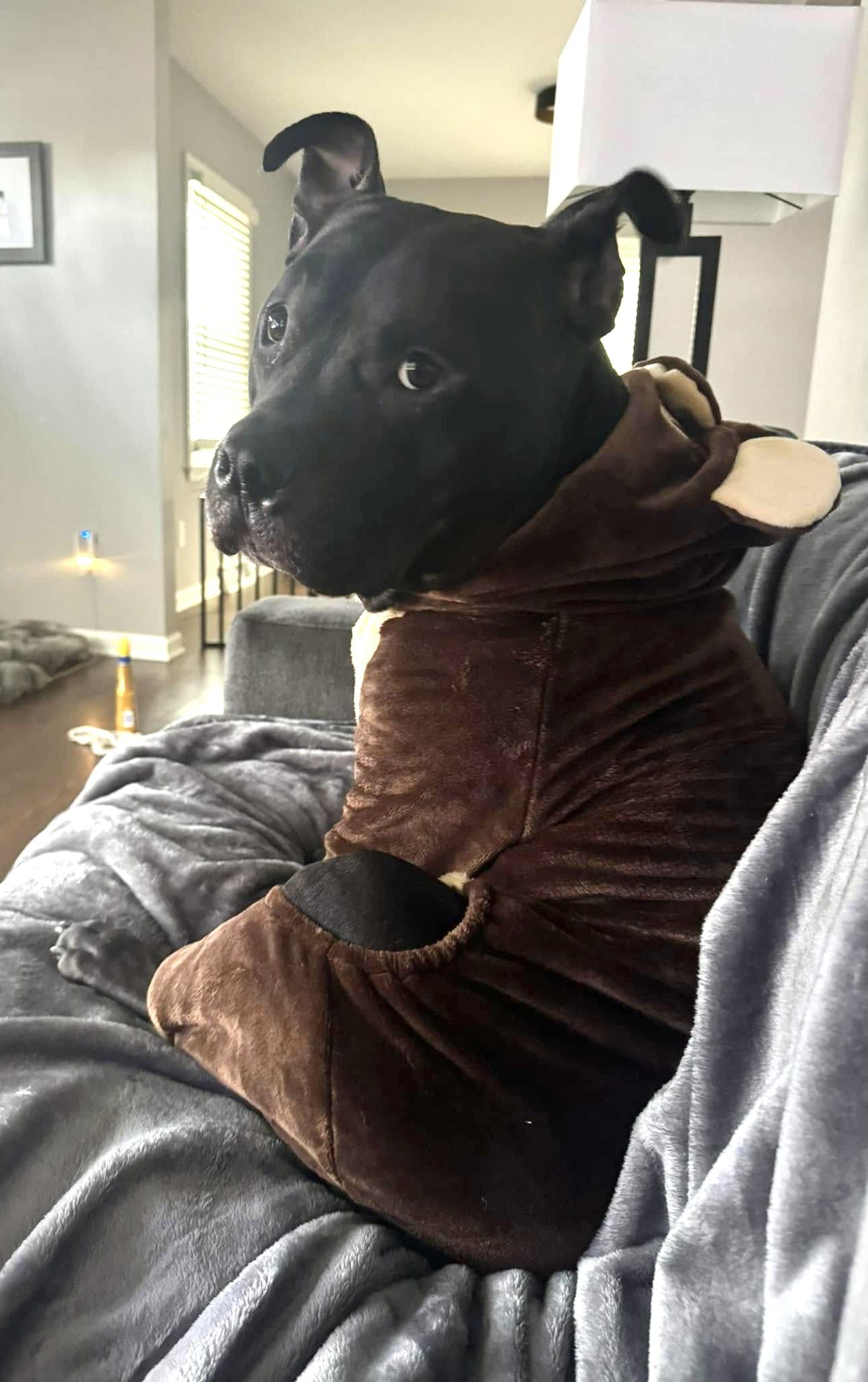 Graham, an adoptable Pit Bull Terrier in Milwaukee, WI, 53214 | Photo Image 1