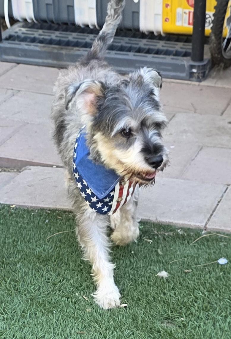Enlarge Bonnie, a Adopted Schnauzer in Fallbrook, CA image 5/6