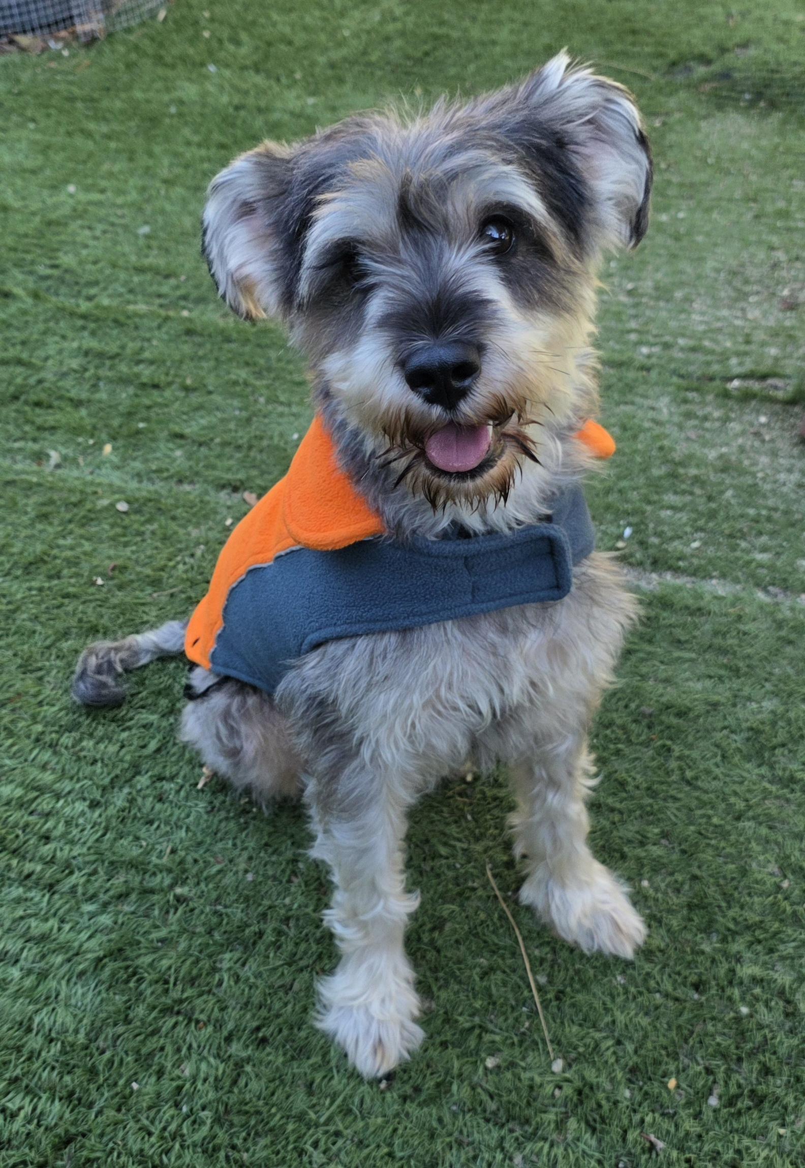 Enlarge Bonnie, a Adopted Schnauzer in Fallbrook, CA image 2/6