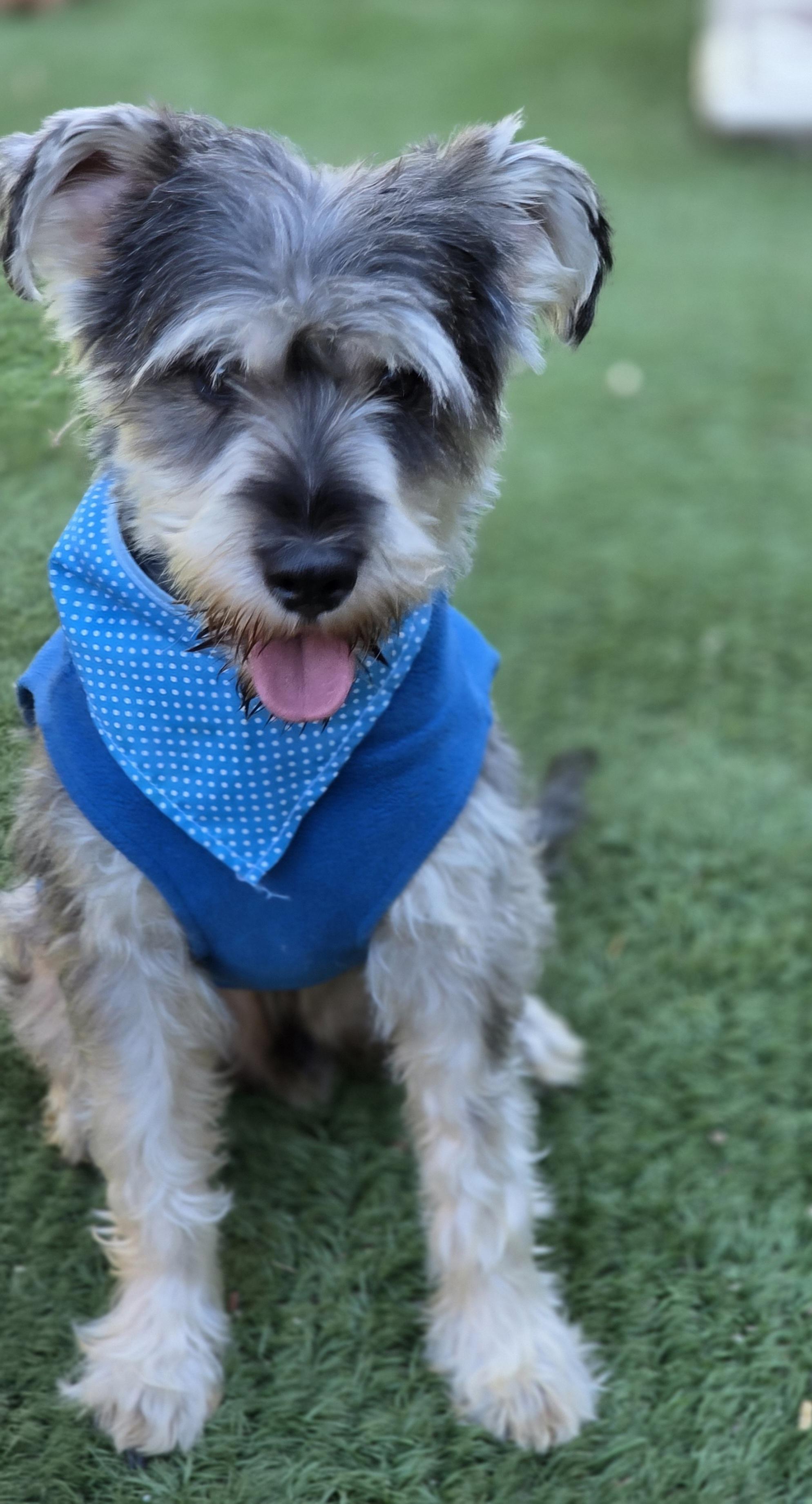 Enlarge Bonnie, a Adopted Schnauzer in Fallbrook, CA image 1/6