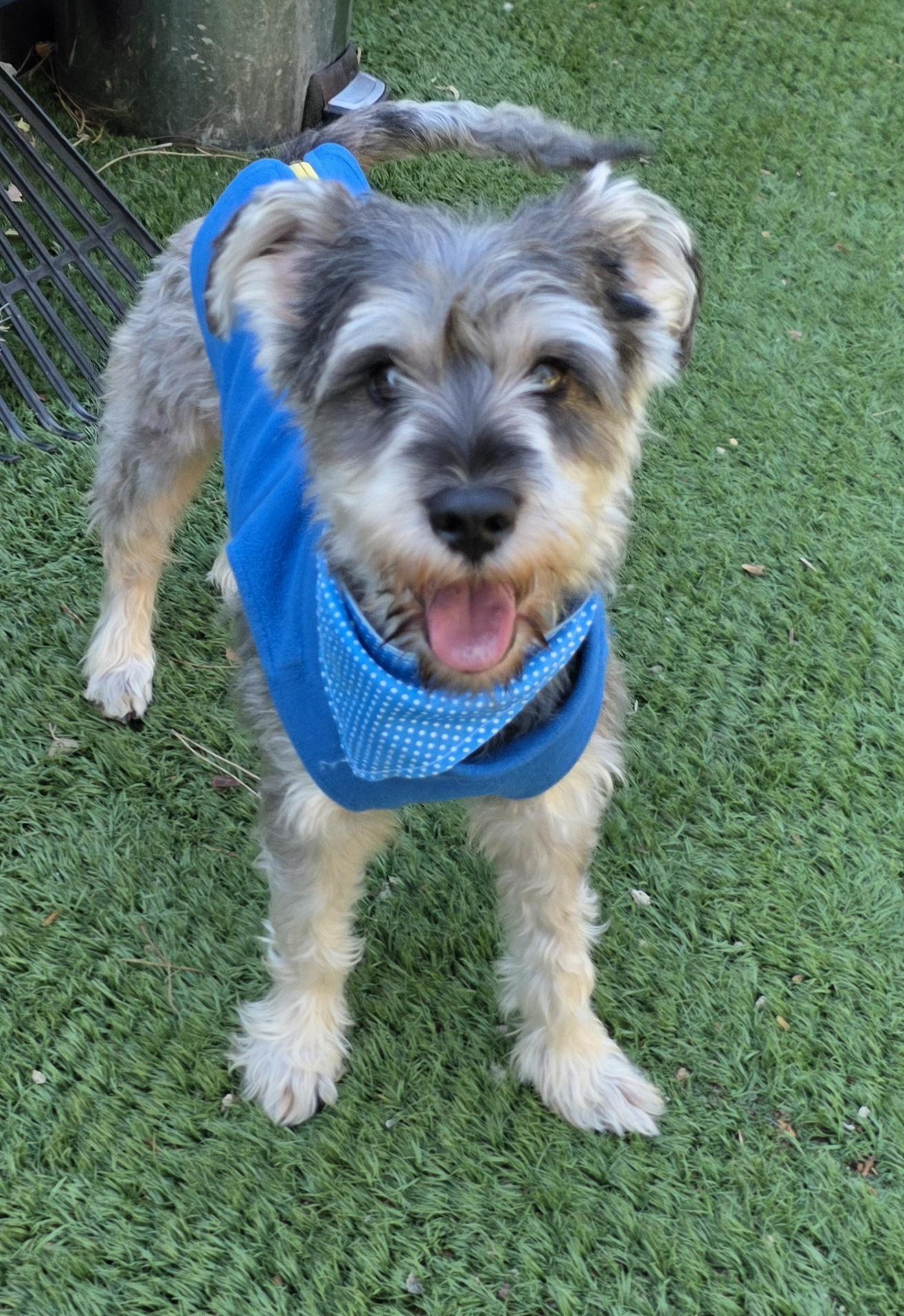 Enlarge Bonnie, a Adopted Schnauzer in Fallbrook, CA image 6/6