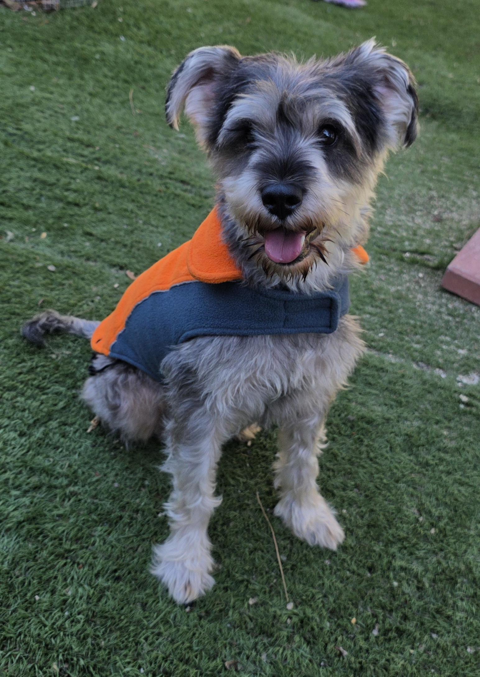 Enlarge Bonnie, a Adopted Schnauzer in Fallbrook, CA image 4/6
