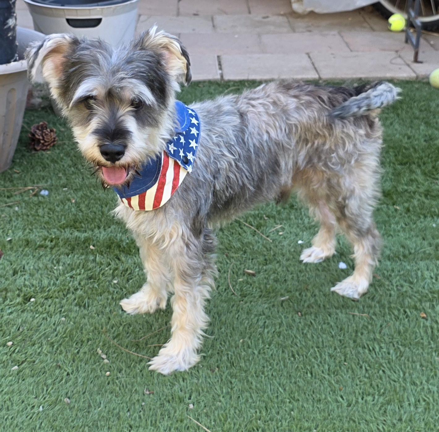 Enlarge Bonnie, a Adopted Schnauzer in Fallbrook, CA image 3/6