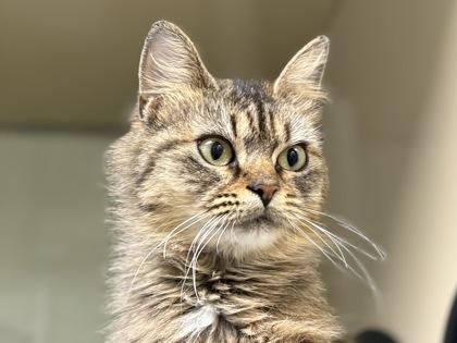Grumpus, Adoptable, Kitten Female Domestic Medium Hair & Domestic Short Hair.