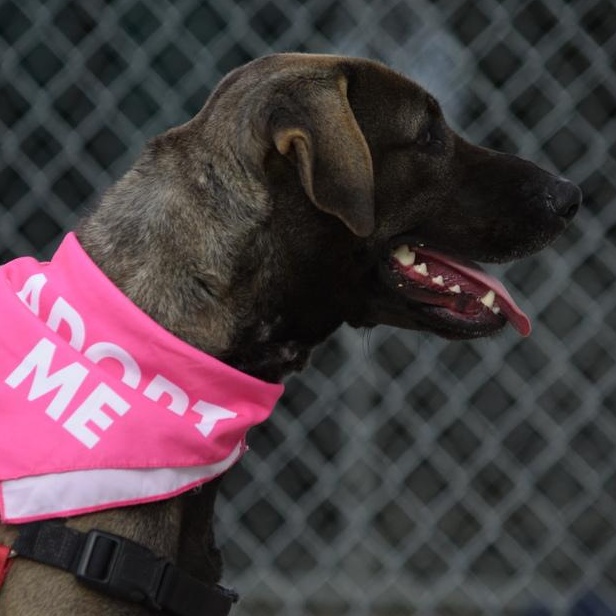 Enlarge Stacy, an adopted mixed breed in Driggs, ID image 2/4