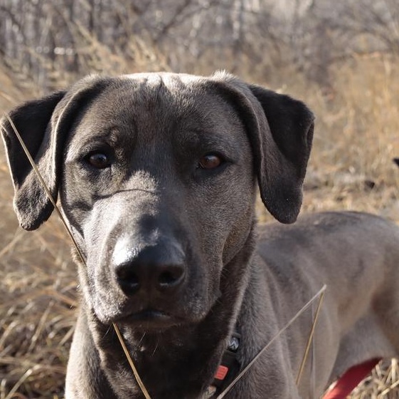 Enlarge Stacy, an adopted mixed breed in Driggs, ID image 3/4