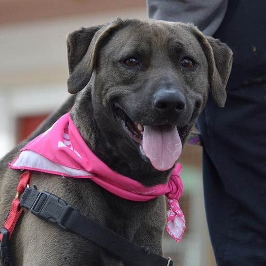 Enlarge Stacy, an adopted mixed breed in Driggs, ID image 4/4