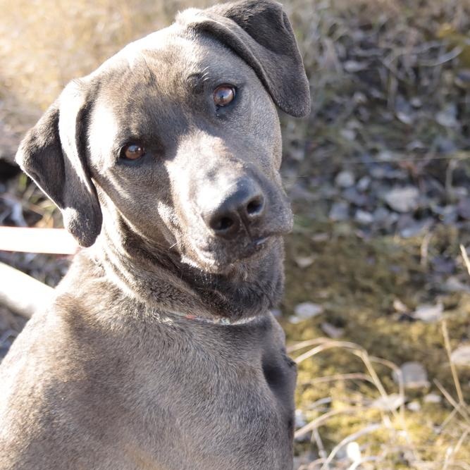 Stacy, ADOPTABLE, Young Female Labrador Retriever & Catahoula Leopard Dog.