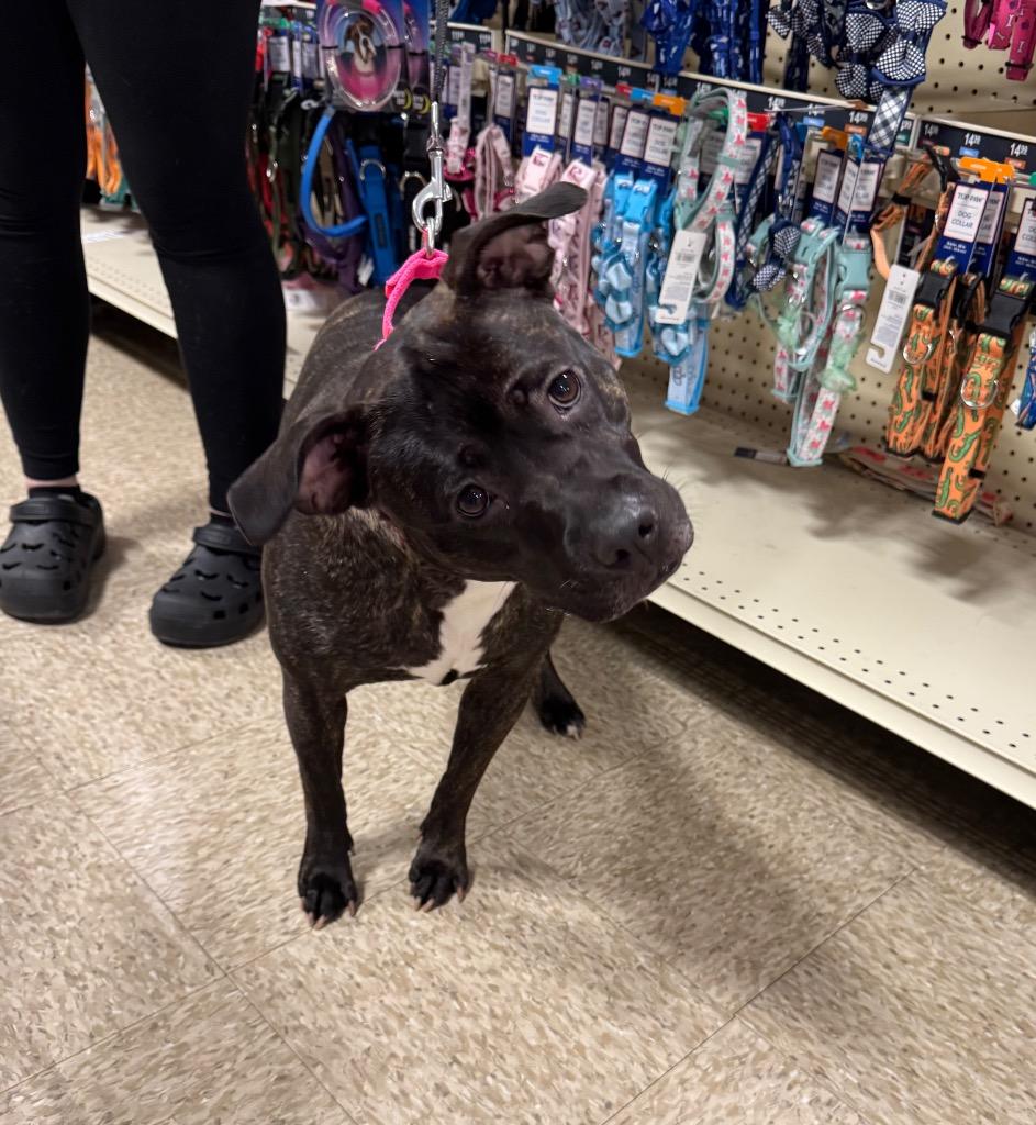 Enlarge Diamond, a Adoptable mixed breed in Charlotte, MI image 1/6