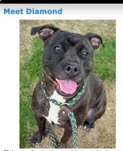 Enlarge Diamond, a Adoptable mixed breed in Charlotte, MI image 2/6