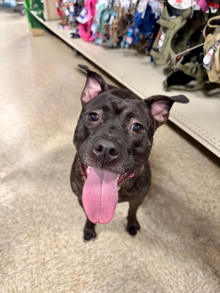 Enlarge Diamond, a Adoptable mixed breed in Charlotte, MI image 3/6