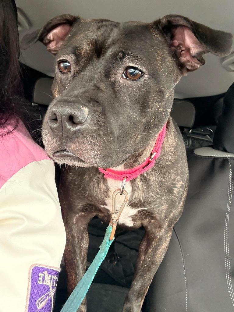 Enlarge Diamond, a Adoptable mixed breed in Charlotte, MI image 4/6